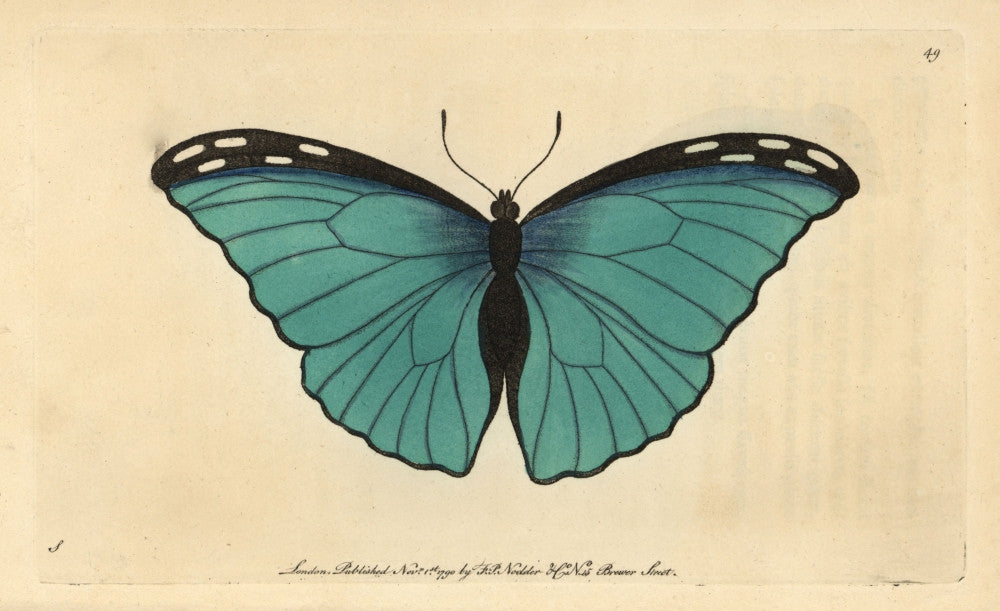Menelaus Blue Morpho Butterfly Fine Art Print by Florilegius
