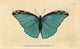 Menelaus Blue Morpho Butterfly Fine Art Print by Florilegius