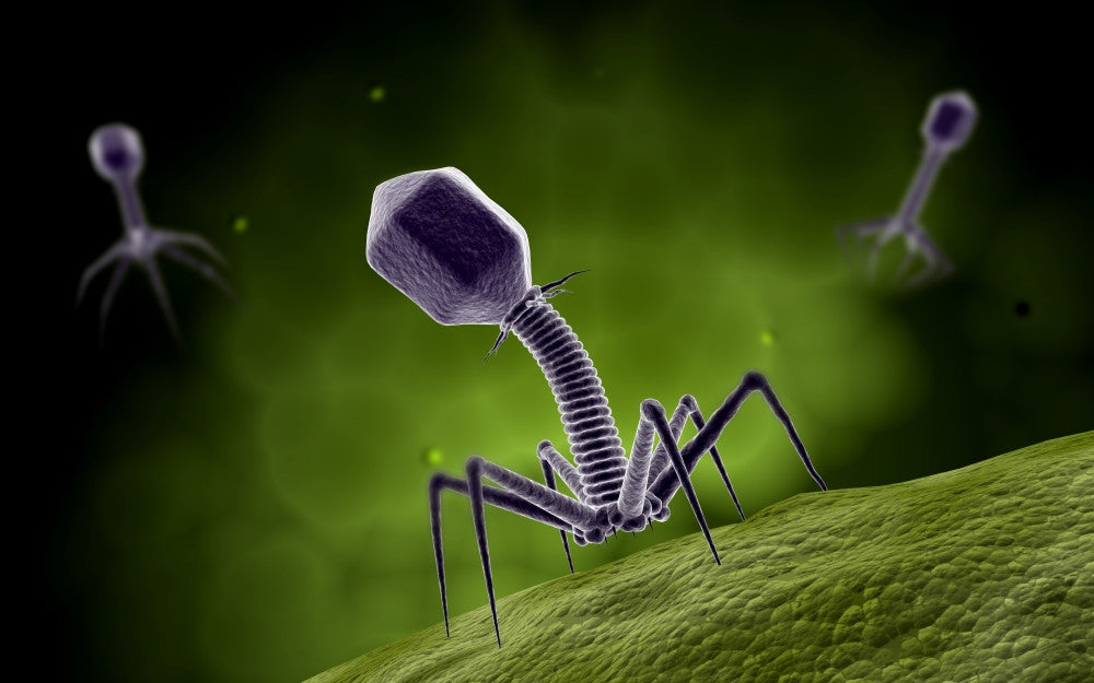Microscopic View of Bacteriophage Fine Art Print