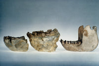 Lower Jawbones of Gigantopithecus and Gorilla Fine Art Print