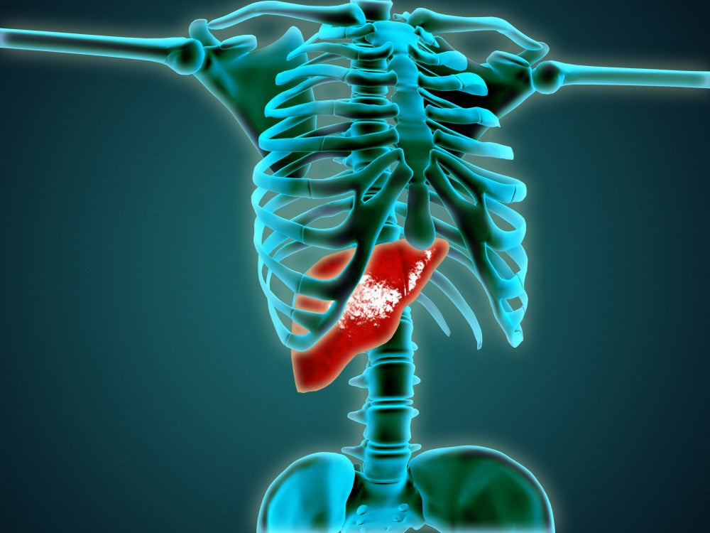 X-Ray View of Human Skeleton with Liver Fine Art Print
