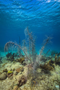 Coral Reef in St. Croix, US Virgin Islands Fine Art Print by Jennifer Idol