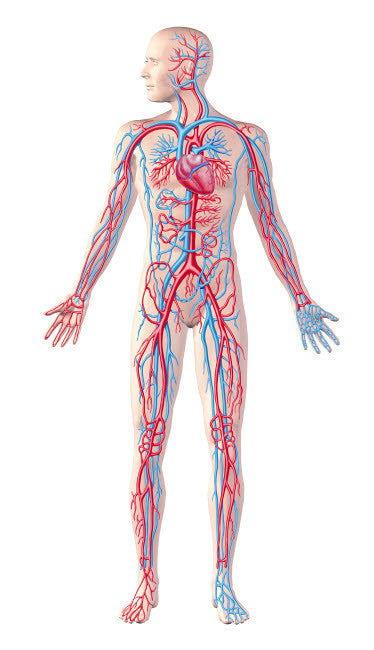 Anatomy of Human Circulatory System Fine Art Print by Leonello Calvetti