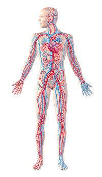 Anatomy of Human Circulatory System Fine Art Print by Leonello Calvetti