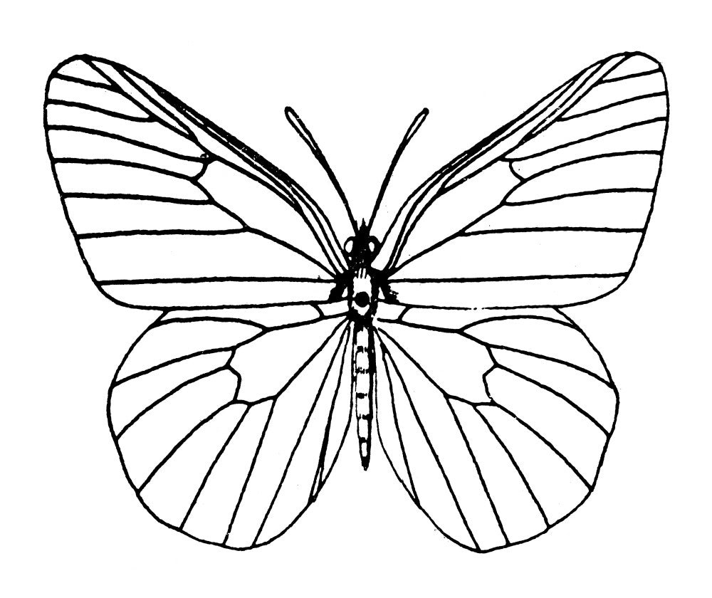 Butterfly Fine Art Print by Granger Collection - Engraving