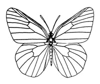 Butterfly Fine Art Print by Granger Collection - Engraving