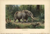 Mastodon Fine Art Print by Florilegius | Posterazzi