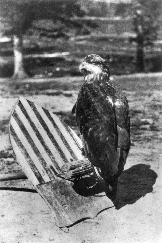 Civil War Eagle Mascot 'Old Abe' Fine Art Print by Granger Collection