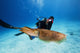 Micronesia Diver with Camera Fine Art Print - Cuttlefish Scene
