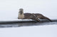 River Otters Resting Fine Art Print by Ken Archer