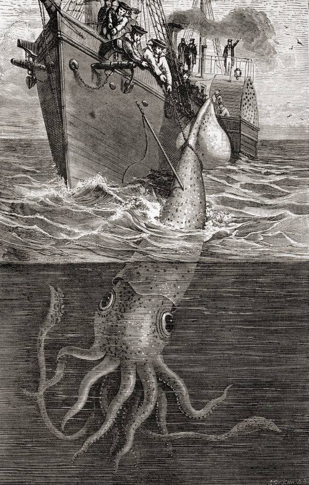 A Giant Squid Fine Art Print by Ken Welsh | Architeuthis Architeuthidae