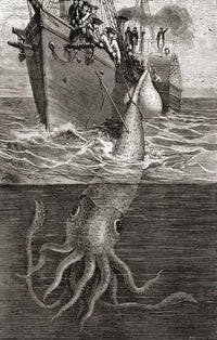 A Giant Squid Fine Art Print by Ken Welsh | Architeuthis Architeuthidae