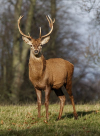 Deer In Field Fine Art Print - 24x34 or 12x17 Options
