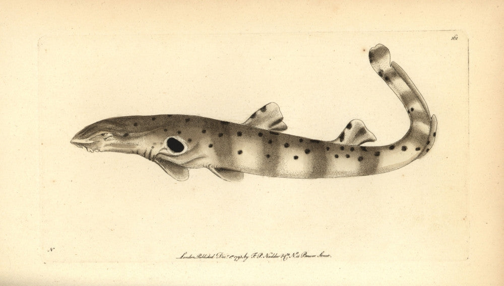 Epaulette Shark Fine Art Print by Florilegius / Mary Evans