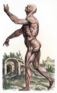 Vesalius: Muscles 02 Fine Art Print - Woodcut from 1543