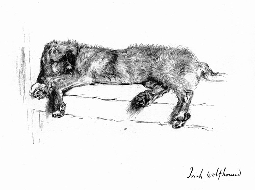 Irish Wolfhound Fine Art Print by Cecil Aldin | Mary Evans Picture Library