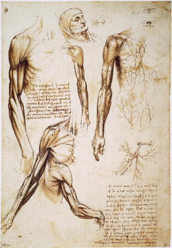 Leonardo Da Vinci Anatomy Studies Fine Art Print - C1510