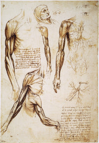 Leonardo Da Vinci Anatomy Studies Fine Art Print - C1510