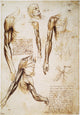 Leonardo Da Vinci Anatomy Studies Fine Art Print - C1510