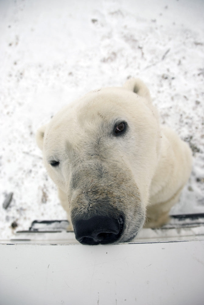 Curious Polar Bear Fine Art Print by Tom Soucek | Posterazzi