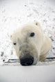 Curious Polar Bear Fine Art Print by Tom Soucek | Posterazzi