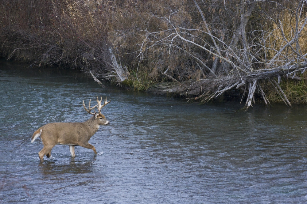 White-Tail Deer Buck Crossing River Fine Art Print by Ken Archer