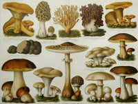 Edible Mushrooms Fine Art Print by Science Source