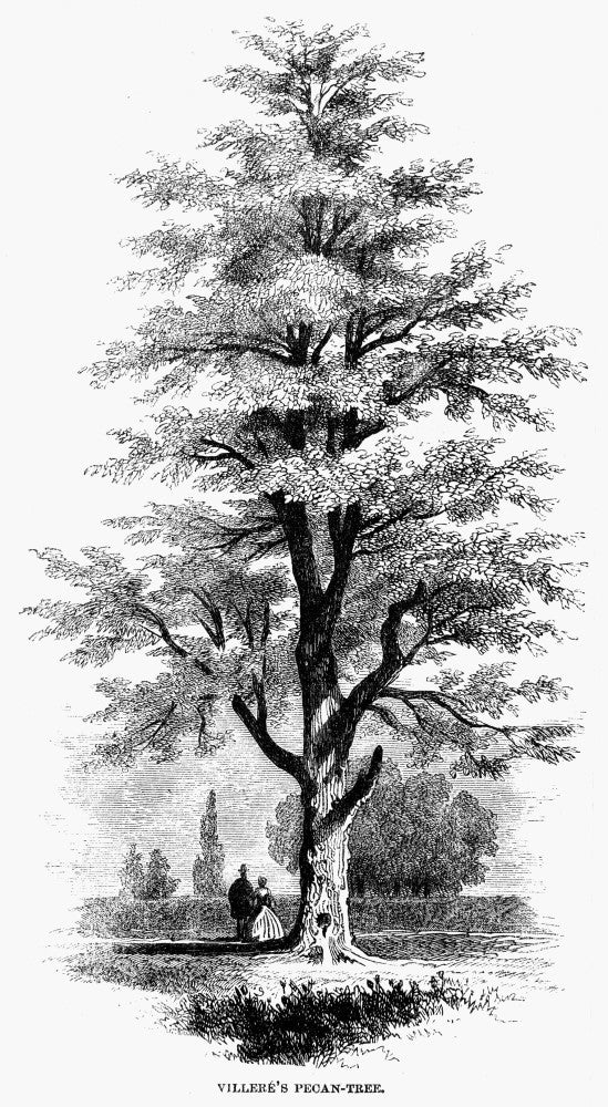 Villere's Pecan Tree Wood Engraving Fine Art Print | Posterazzi