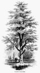 Villere's Pecan Tree Wood Engraving Fine Art Print | Posterazzi