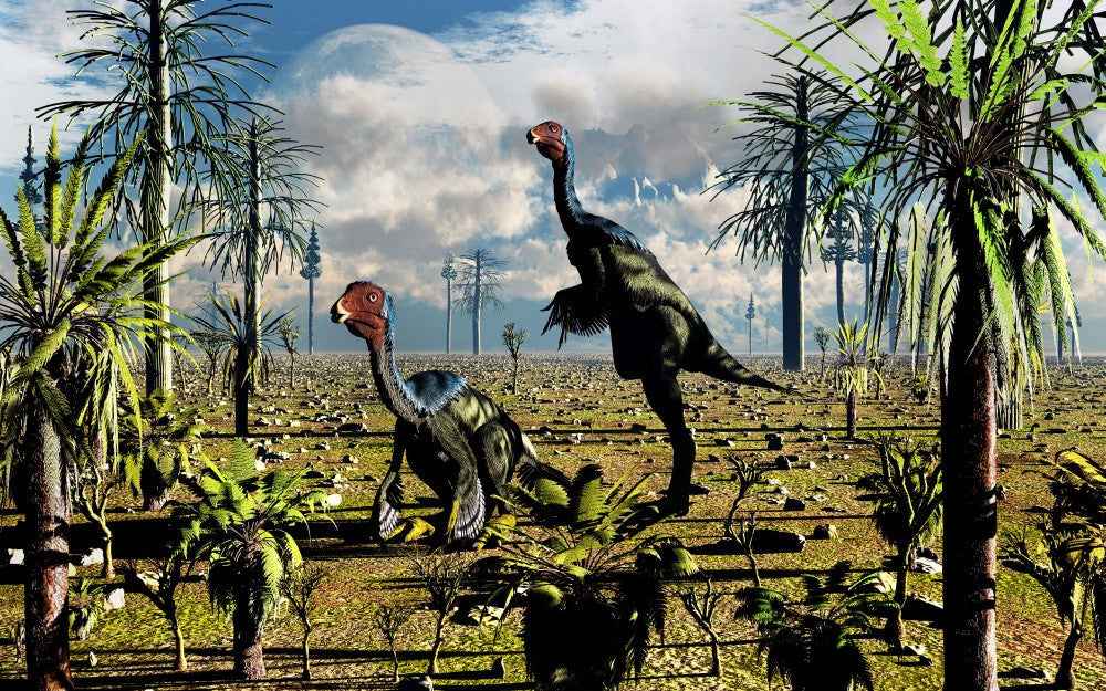 Caudipteryx Feathered Dinosaurs Fine Art Print
