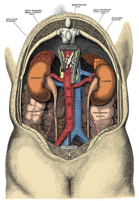 Dissection of the Abdomen Fine Art Print by Science Source