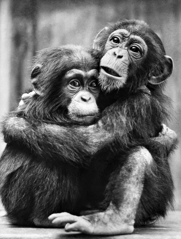 Young Chimpanzees Fine Art Print by Granger Collection