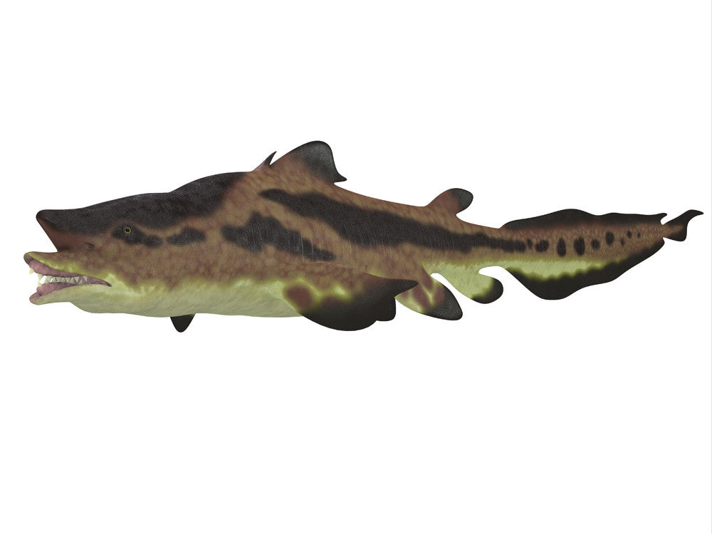 Edestus Shark Fine Art Print by Corey Ford | Stocktrek Images