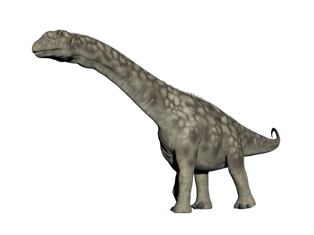 Argentinosaurus Dinosaur Fine Art Print on White Background