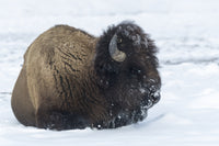 Bison Bull in Snow Fine Art Print by Ellen Goff - Yellowstone National Park