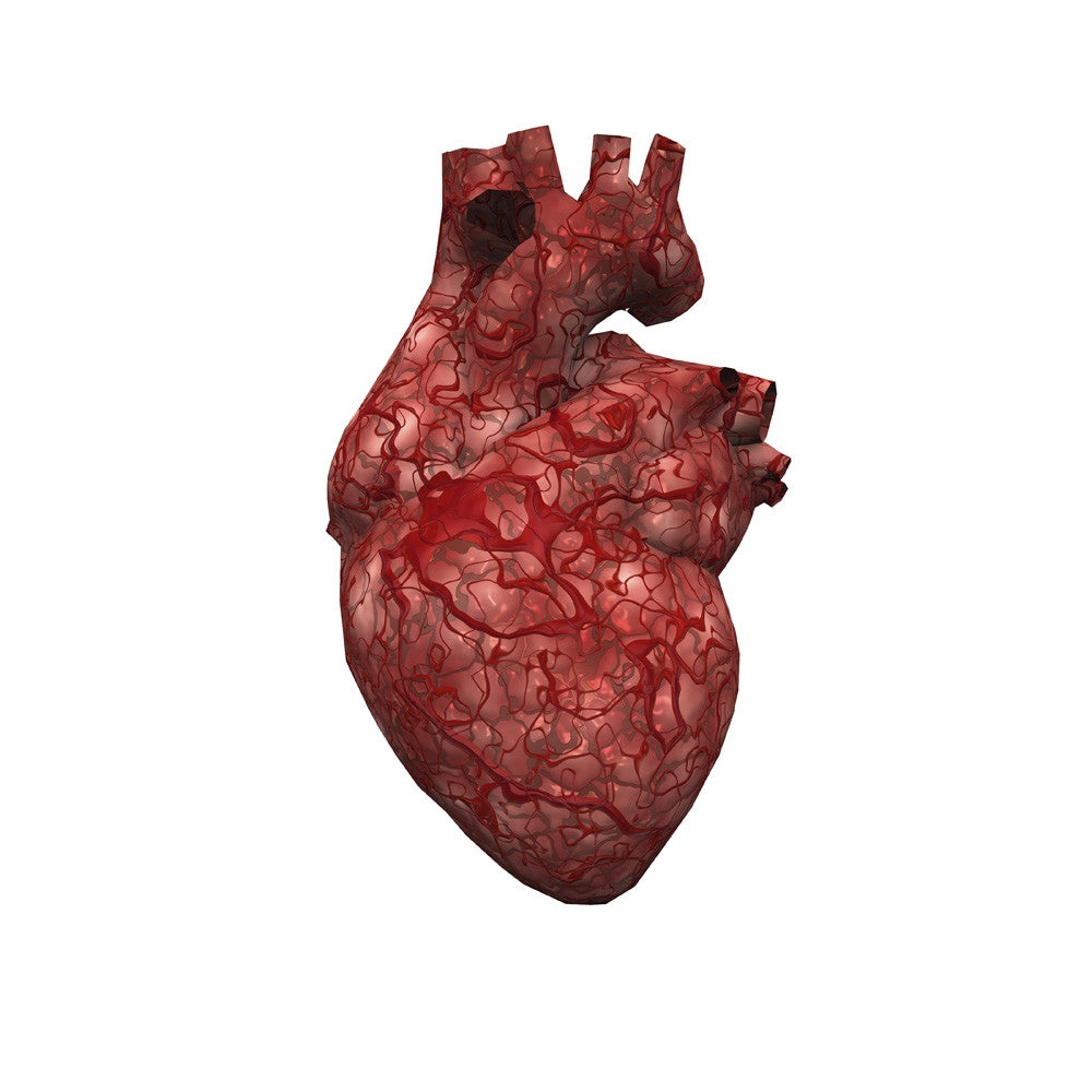 Human Heart Fine Art Print by Bruce Rolff | Stocktrek Images
