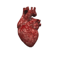 Human Heart Fine Art Print by Bruce Rolff | Stocktrek Images