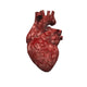 Human Heart Fine Art Print by Bruce Rolff | Stocktrek Images