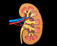 Cross Section of Human Kidney Fine Art Print by Leonello Calvetti