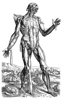 Vesalius: Muscles Fine Art Print - The Fifth Plate | Posterazzi