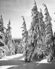 Trees on a Snow-Covered Landscape Fine Art Print - Mount Hood, Oregon
