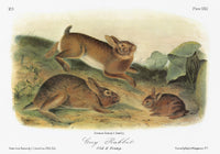 Northeastern Cottontail Rabbit Lithograph Art Print by John James Audubon