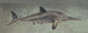 Ichthyosaurus acutirostris Mesozoic Reptile Fine Art Print by Science Source