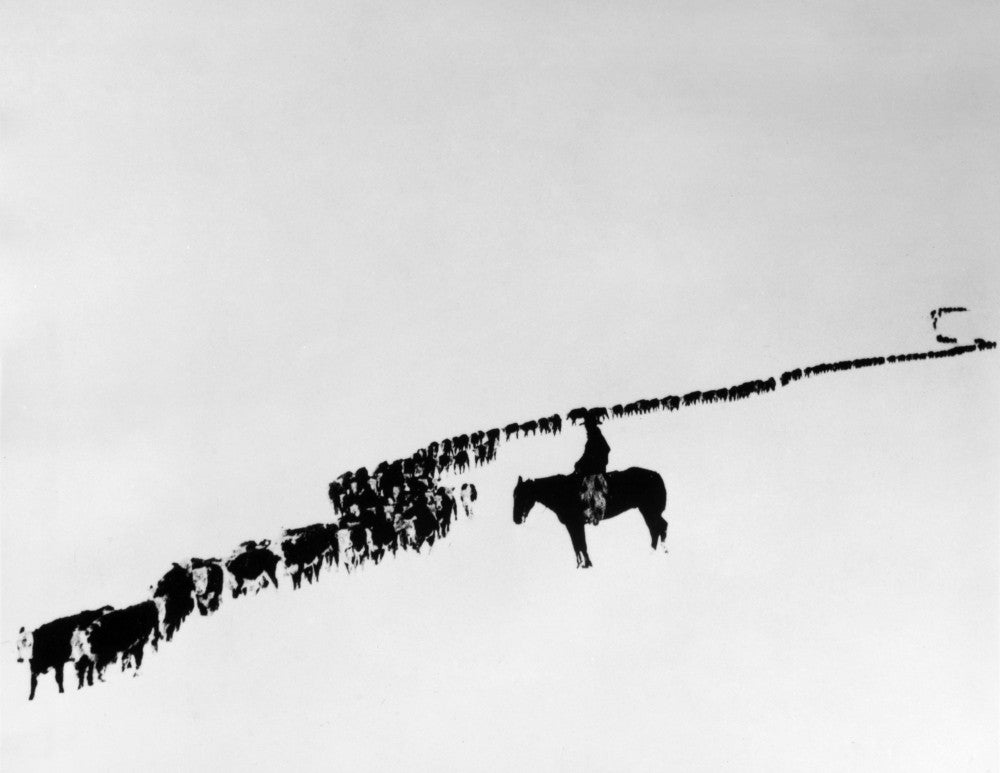 Wyoming Cattle in Blizzard Fine Art Print by Charles J. Belden