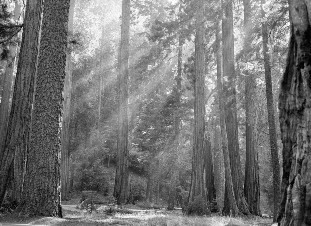 Sun Rays Filtering Through the Forest - Sequoia National Park Photograph by Granger Collection