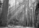 Sun Rays Filtering Through the Forest - Sequoia National Park Photograph by Granger Collection
