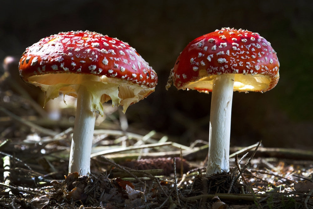 Amanita Muscaria Close-Up Fine Art Print by Michael Interisano