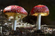 Amanita Muscaria Close-Up Fine Art Print by Michael Interisano