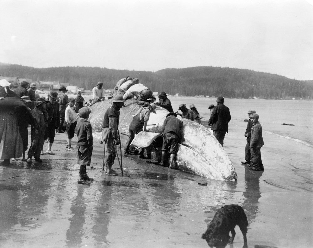 Makah Whaling Fine Art Print - Humpback Whale Cutting Scene