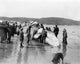 Makah Whaling Fine Art Print - Humpback Whale Cutting Scene
